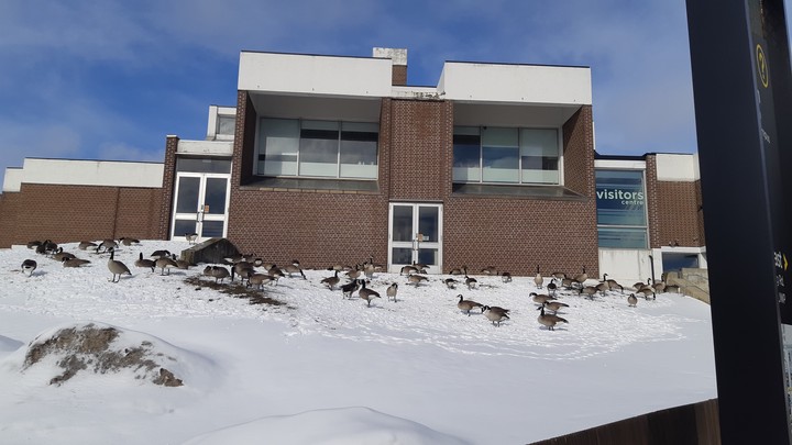 Flock of about 60 Canada geese milling around on the snowy lawn in front of UWaterloo's South Campus Hall