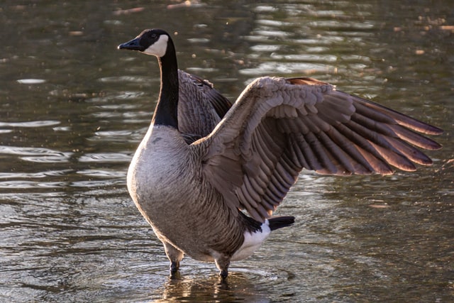Canada goose with wings spread on water in daytime