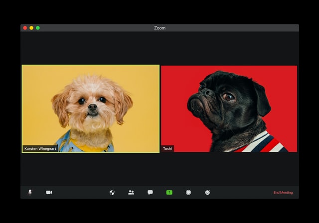 Two dogs on a zoom video call, with a yellow and red background, respectively. One looks happy and the other more thoughtful, and perhaps sassy.